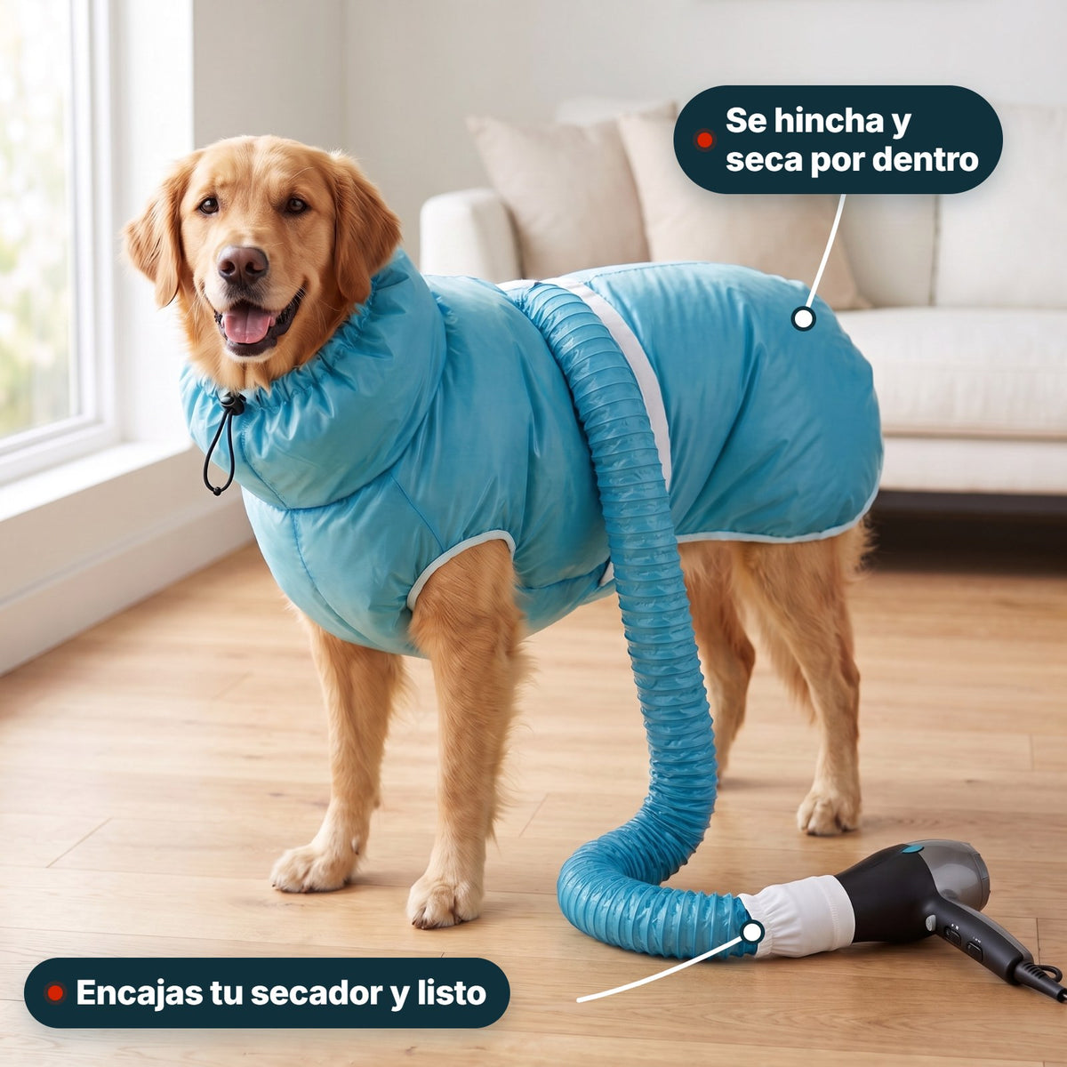 Golden retriever con la bolsa de secado Secadorable puesta: se hincha y el tubo del lomo encaja en tu secador de mano